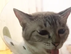 猫のつむぎちゃんの写真（撮影：grape編集部）