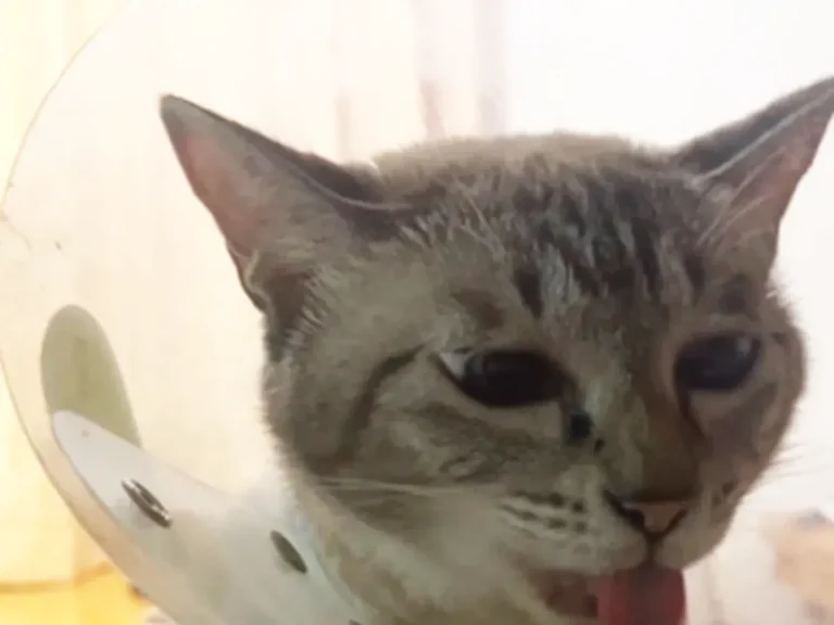猫のつむぎちゃんの写真(撮影:grape編集部)