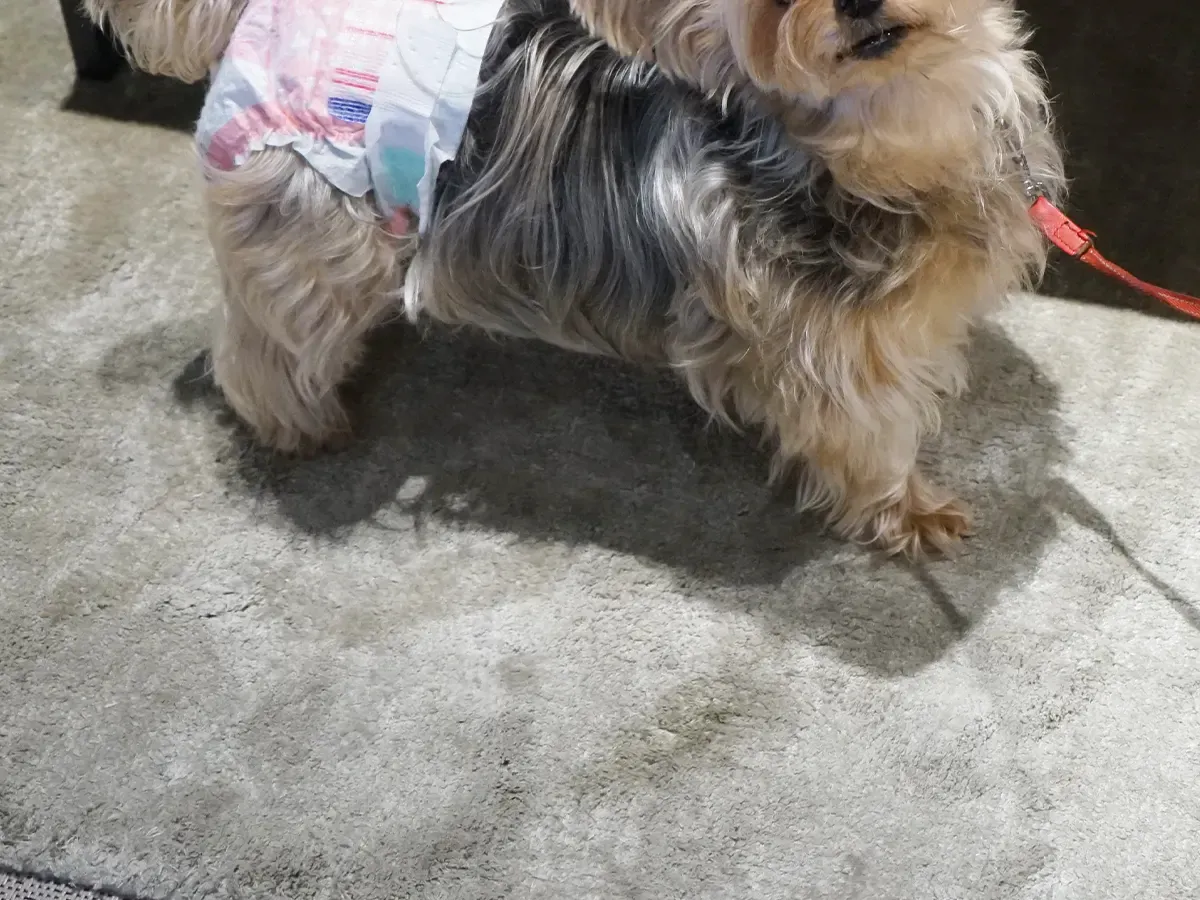 犬の画像(撮影:grape編集部)