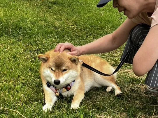 柴犬の写真