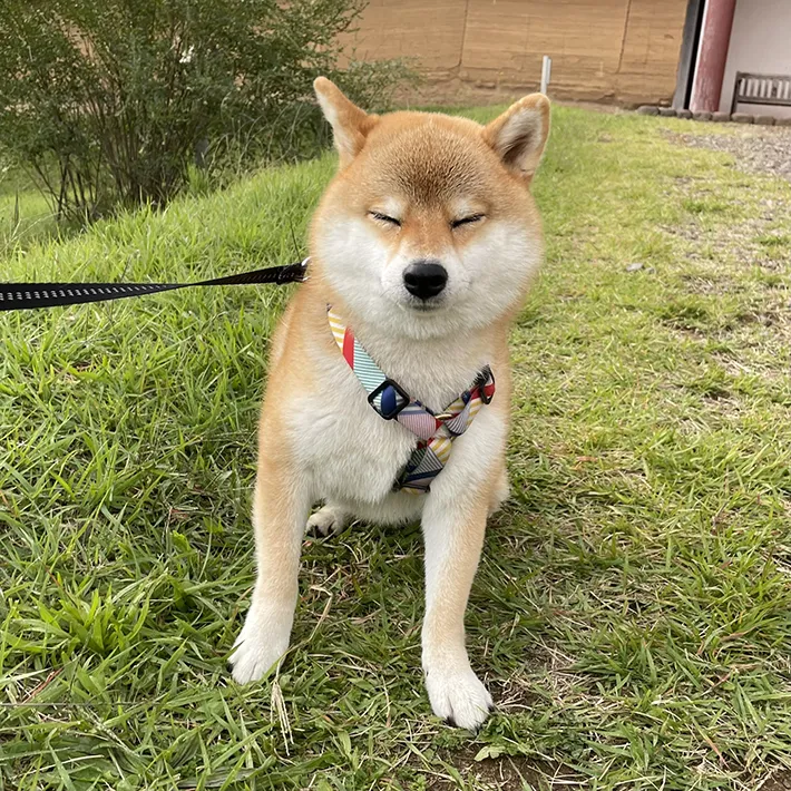 柴犬の写真