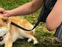 柴犬の写真
