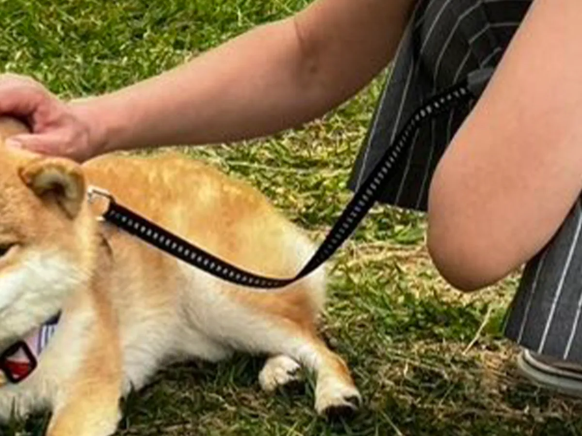 柴犬の写真
