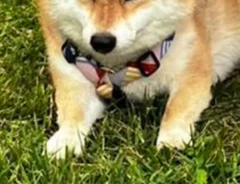 柴犬の写真