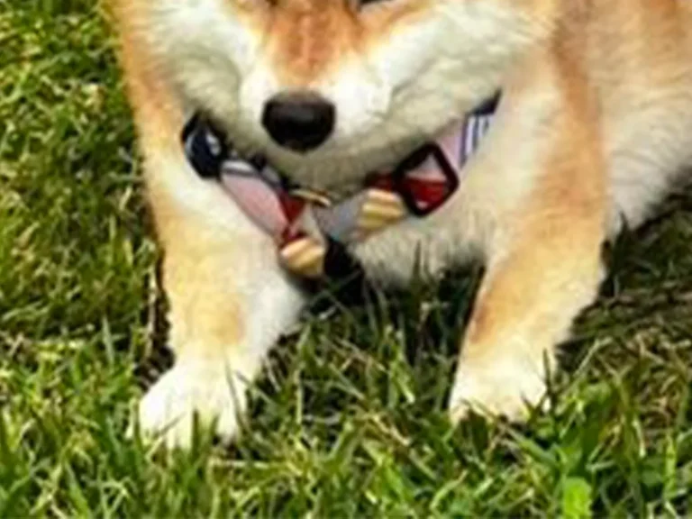 柴犬の写真