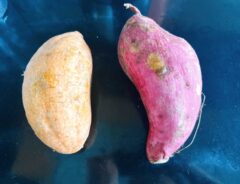 サツマイモの写真（撮影：grape編集部）