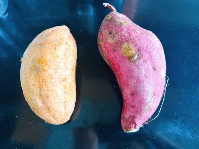 サツマイモの写真(撮影:grape編集部)
