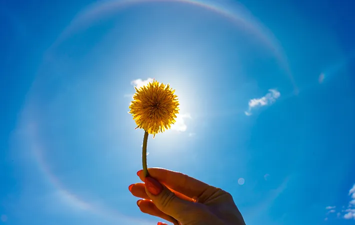 花の写真