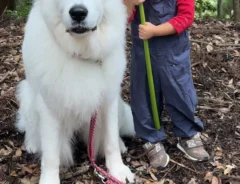 犬と女の子の写真