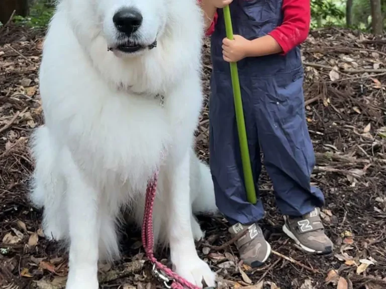 犬と女の子の写真