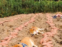 柴犬が畑で寝ている画像