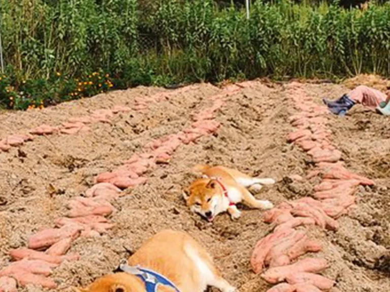 柴犬が畑で寝ている画像