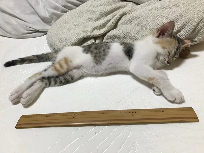 幼い三毛猫
