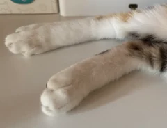 三毛猫の後ろ脚