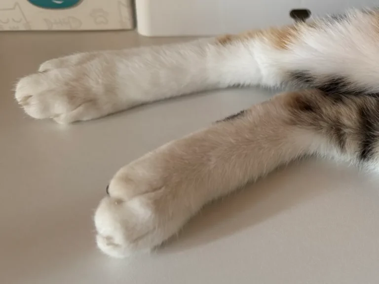 三毛猫の後ろ脚