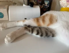 三毛猫の写真