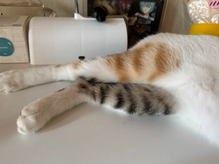 三毛猫の写真