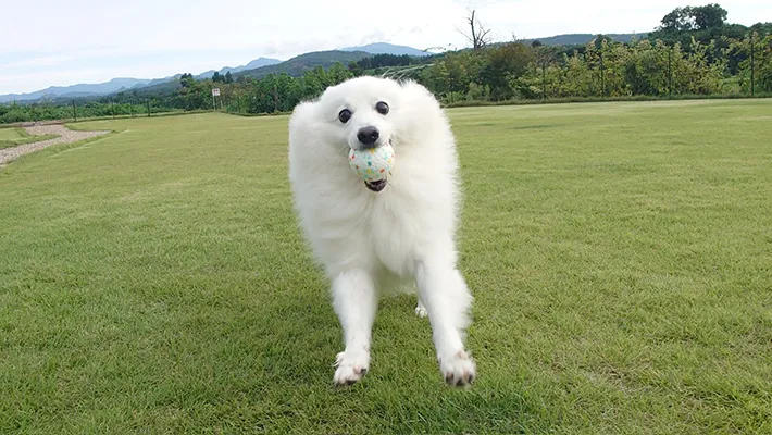 ドッグランで遊ぶ犬の写真