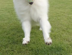 ドッグランで遊ぶ犬の写真