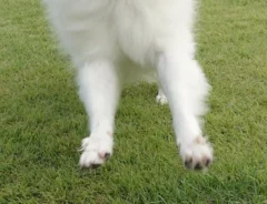 ドッグランで遊ぶ犬の写真