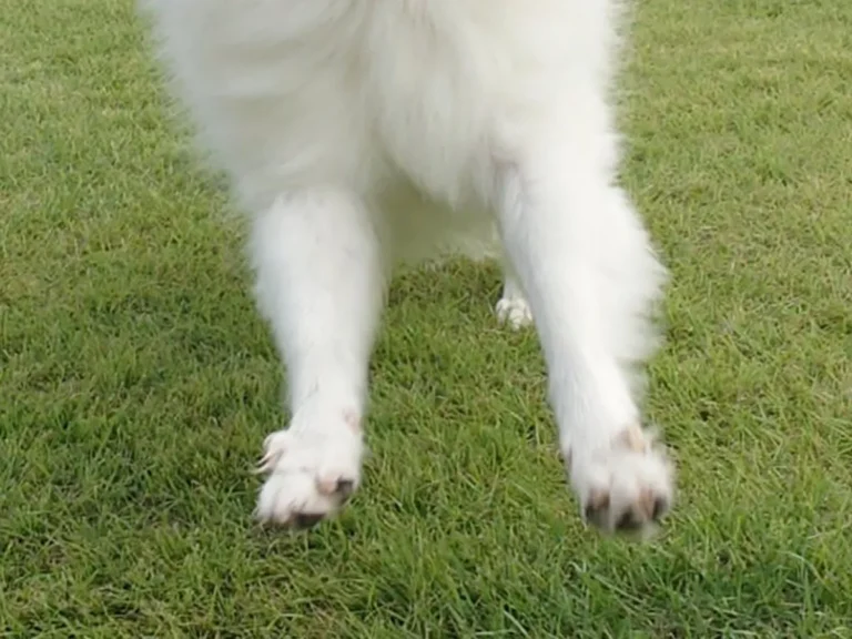 ドッグランで遊ぶ犬の写真