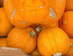 カボチャの写真（撮影：grape編集部）