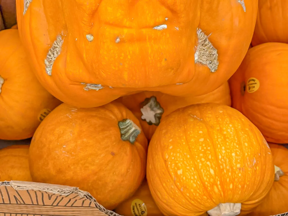 カボチャの写真（撮影：grape編集部）