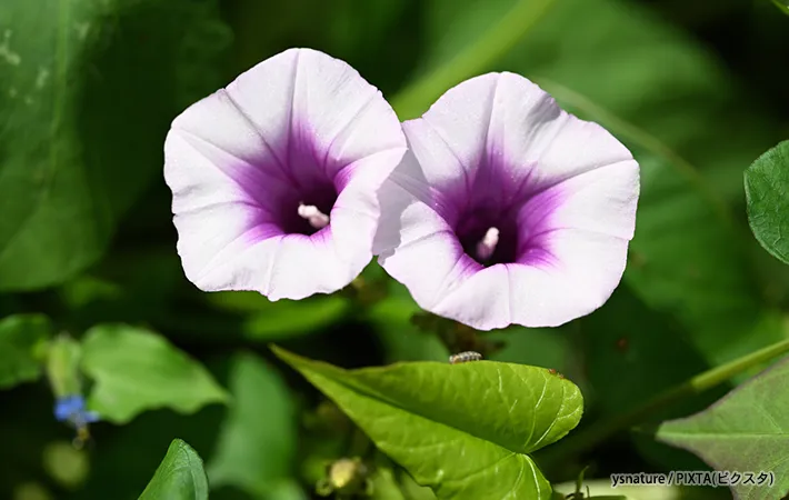 サツマイモの花