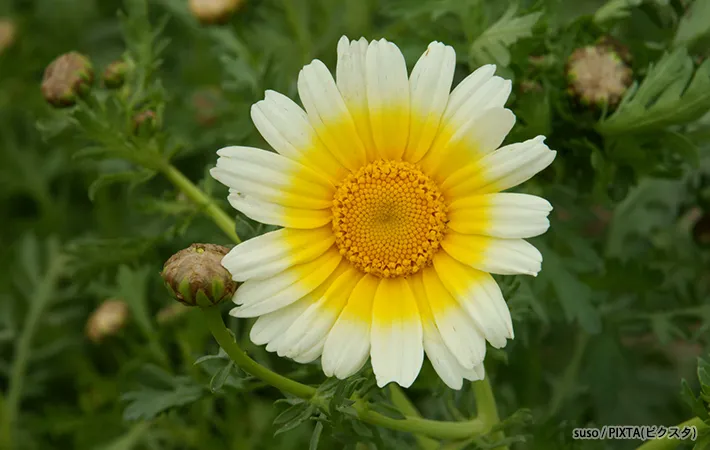 春菊の花