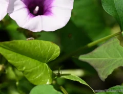 サツマイモの花