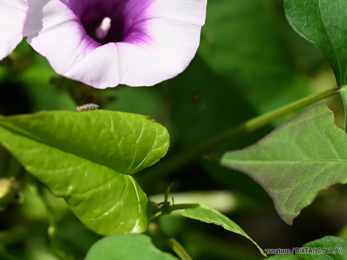 サツマイモの花
