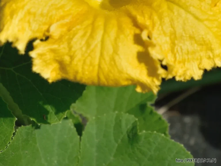 カボチャの花