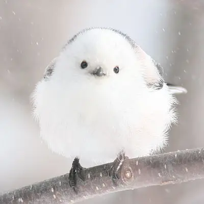 ぼく、シマエナガ。の写真