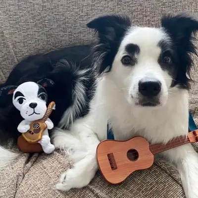 ボーダーコリーマロの写真