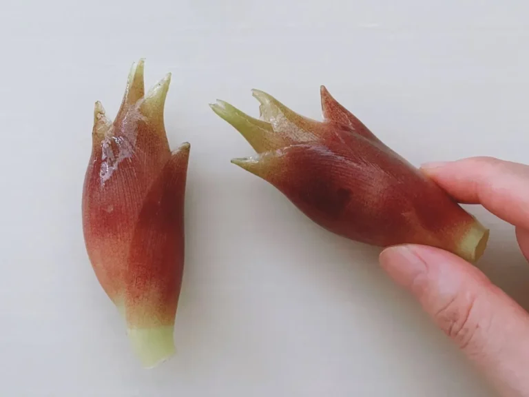 ミョウガ