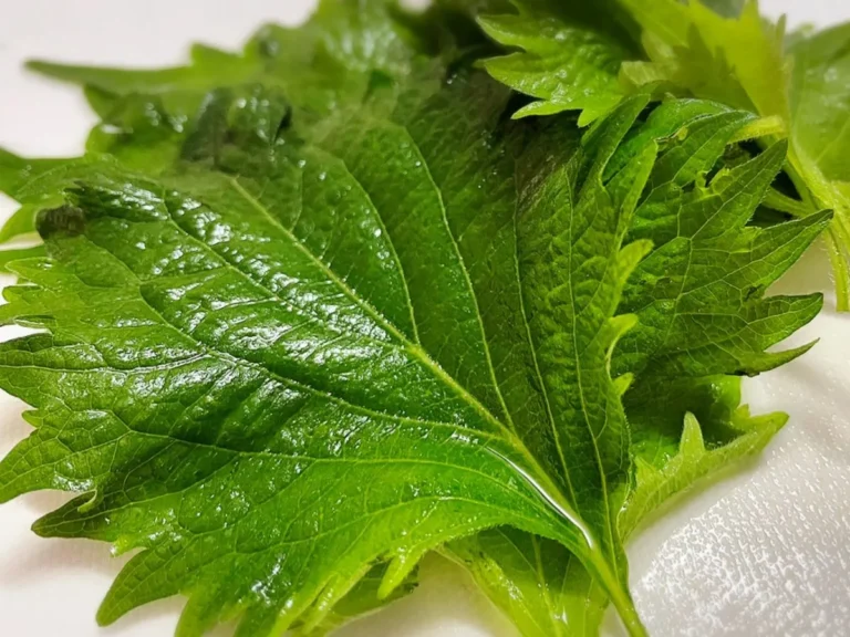 大葉