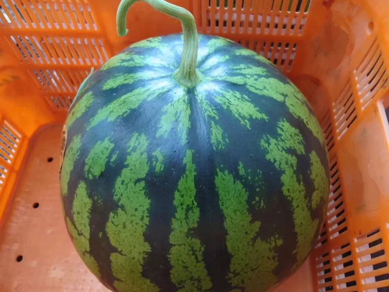 スイカ
