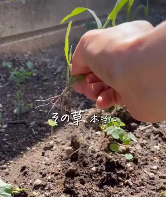 草を抜く様子