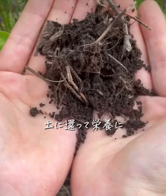 土に還る雑草