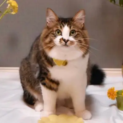 ほたてくんの写真