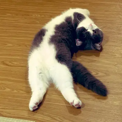 おもちの写真