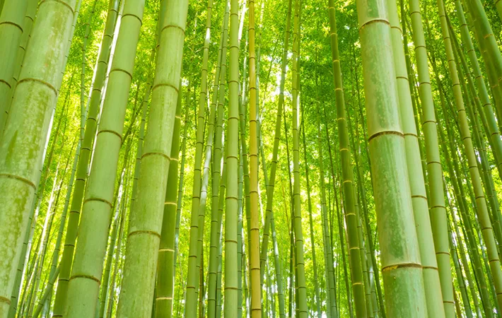 1．幹の『皮』が剥がれているか
