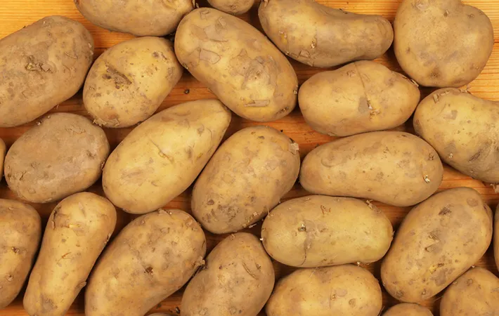 秋ジャガイモとは？