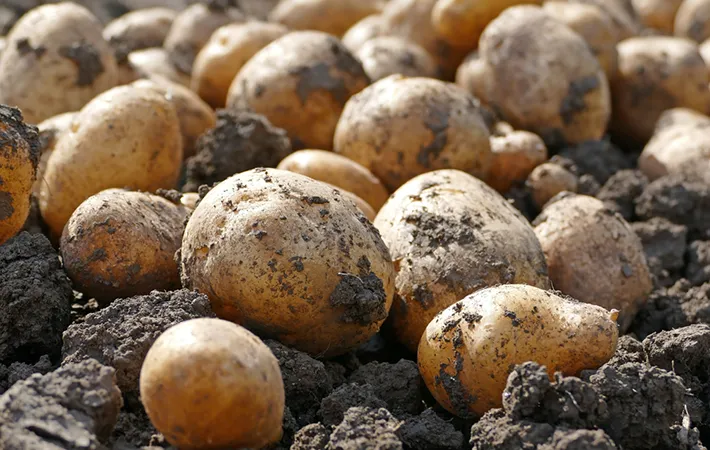 秋ジャガイモの芽出しの方法