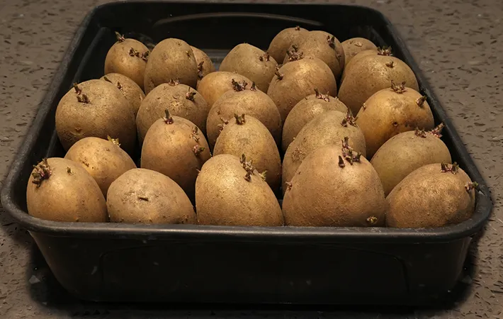 春ジャガイモと秋ジャガイモで芽出し方法は異なるの？