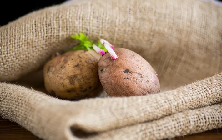 ジャガイモの芽出しはなぜ必要なの？
