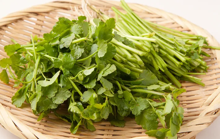 きりたんぽ鍋にはせりが絶対必要？