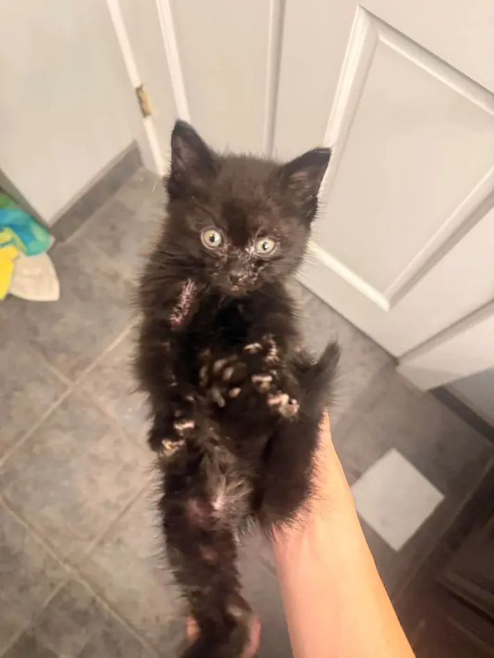 黒い子猫の写真