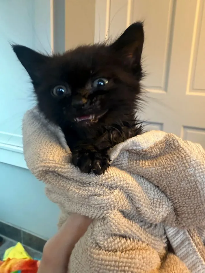 タオルにくるまる黒い子猫の写真