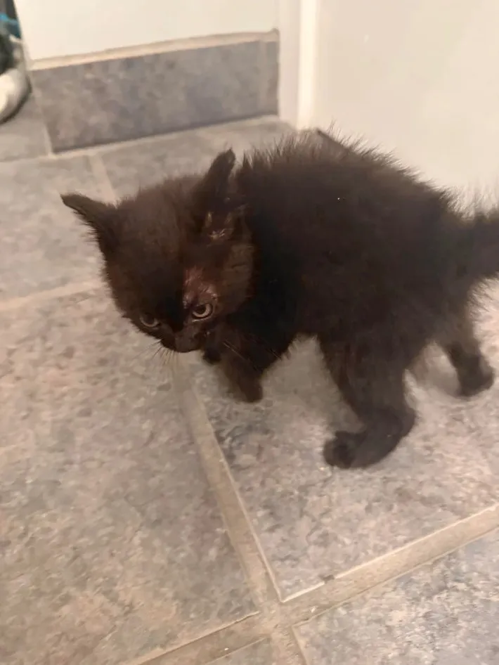 黒い子猫の写真